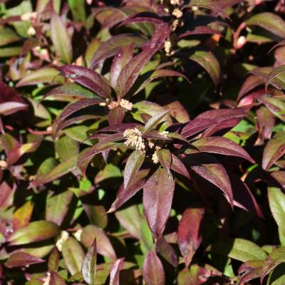 B.B. Barns - Leucothoe Fontanesiana 'Scarletta' 1 Gallon