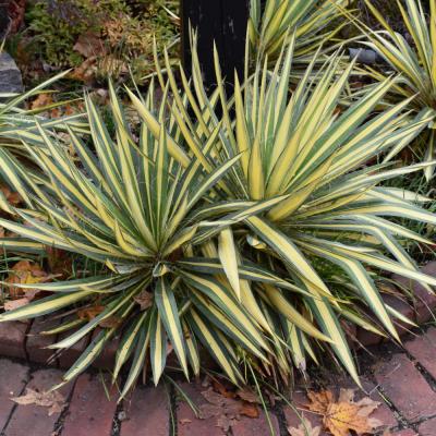 B.B. Barns - Yucca Filamentosa 'Color Guard' White 3 Gallon
