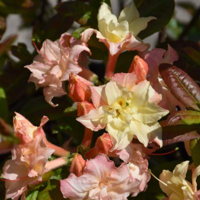 B.B. Barns - Rhododendron 'Cannon's Double' Peach 3 Gallon