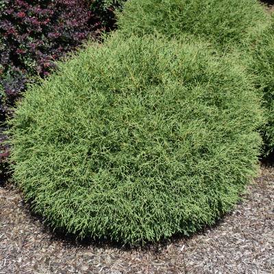 B.B. Barns - Thuja Occidentalis 'Mr. Bowling Ball' Syn 'Linesville' 3 Gallon