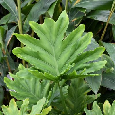 indoor house plants for sale Money Tree | Indoor Plants