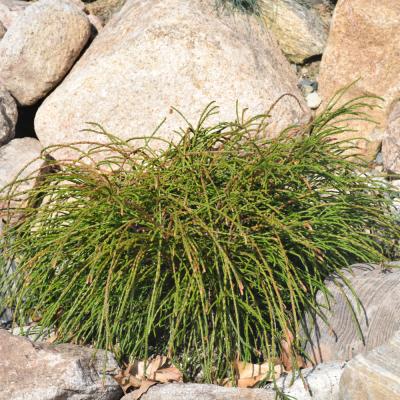 thuja occidentalis c30 Thuja occidentalis (American Arborvitae, Eastern Arborvitae, White Cedar, Arborvitae) Trial Packet Size (2 Grams ~1250 Seeds)