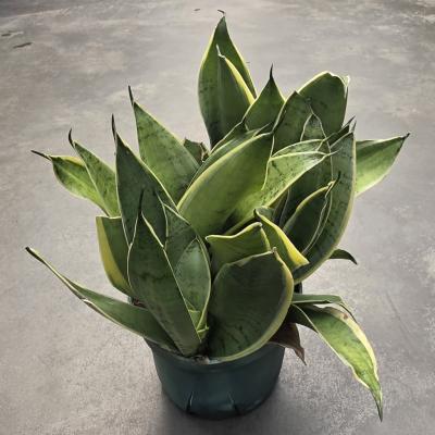 Sansevieria Night Owl 6"/6.5" Pot