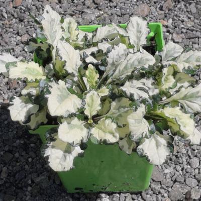 B.B. Barns - Ajuga Reptens 'Princess Leia' 1 Quart