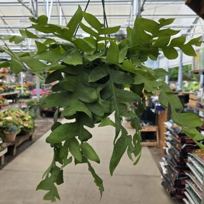 pflanze calathea standort Tipps zur Pflege deiner Pflanze : Calathea leopardina  PflanzenFuerAlle