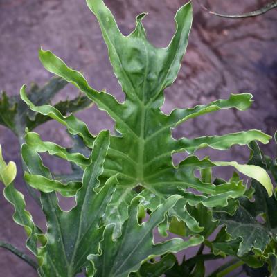 philodendron wendlandii Philodendron 'Ring of Fire' Variegated