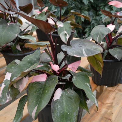 snake plant Snake plant (Sansevieria Laurentii) – Gardenia of London main image 1