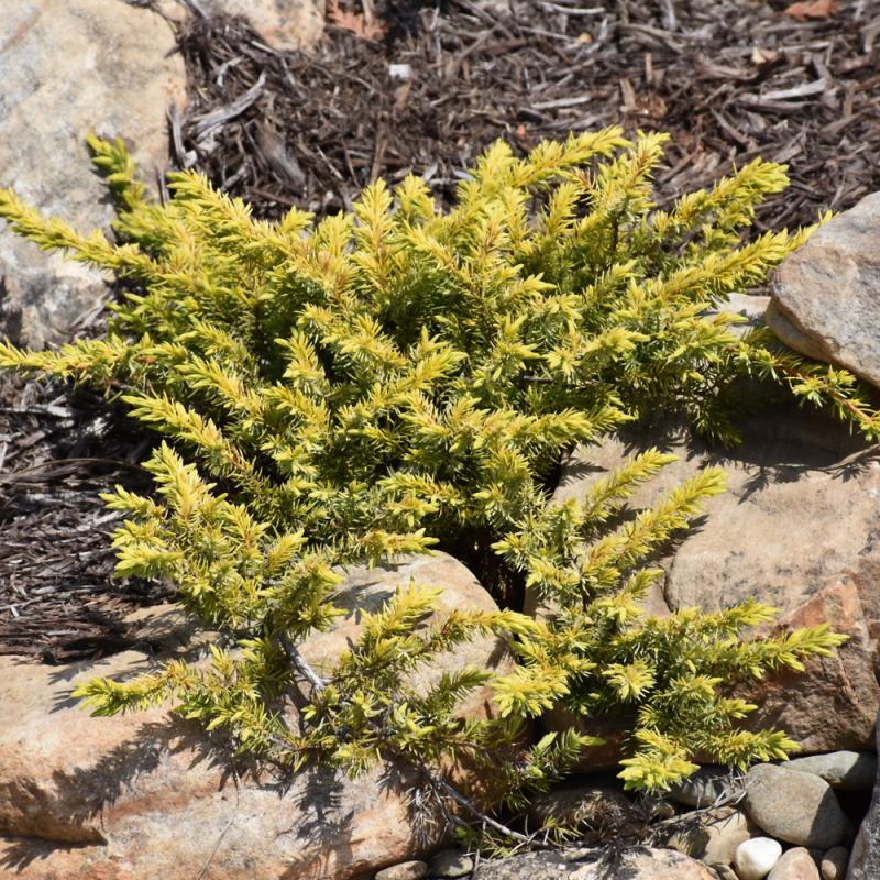 Golden Carpet Creeping Juniper