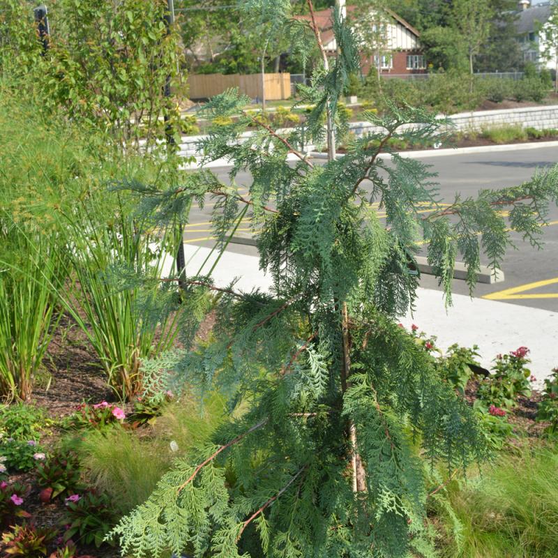 B.B. Barns - Thuja Koraiensis 'Glauca' 6 Gallon