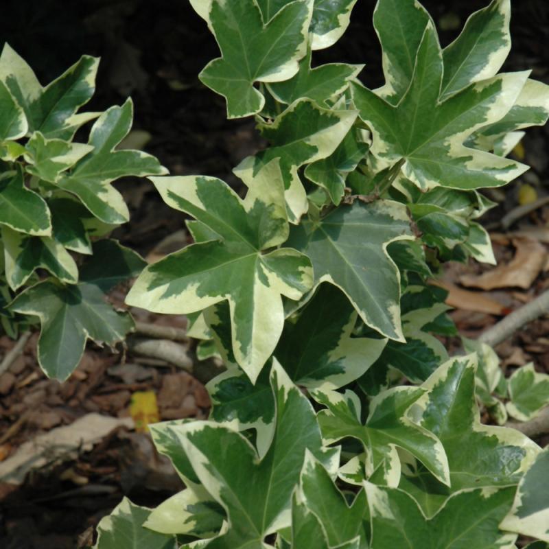 bbbarns Fatshedera Lizei