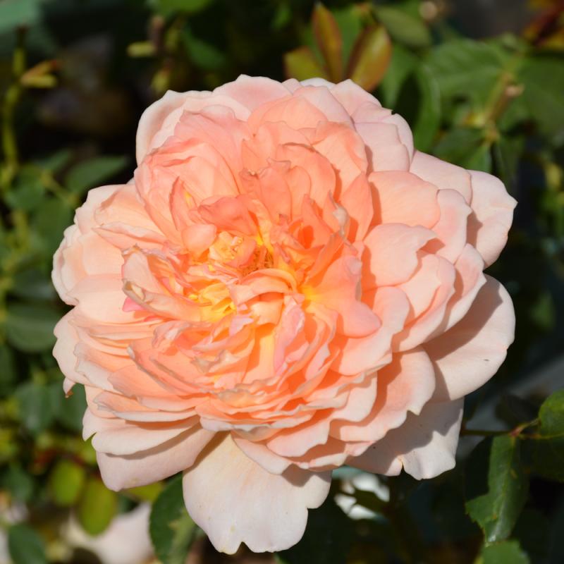 B.b. Barns - Rosa ‘carding Mill’ Apricot Orange 3 Gallon