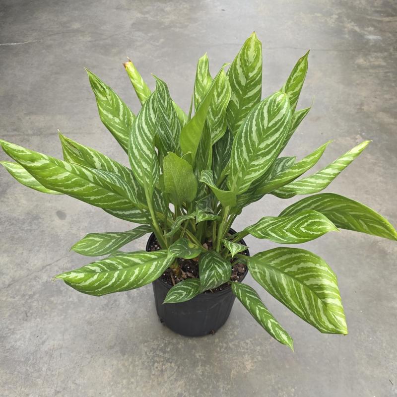 B.B. Barns - Aglaonema 'Stripes' 10" Pot