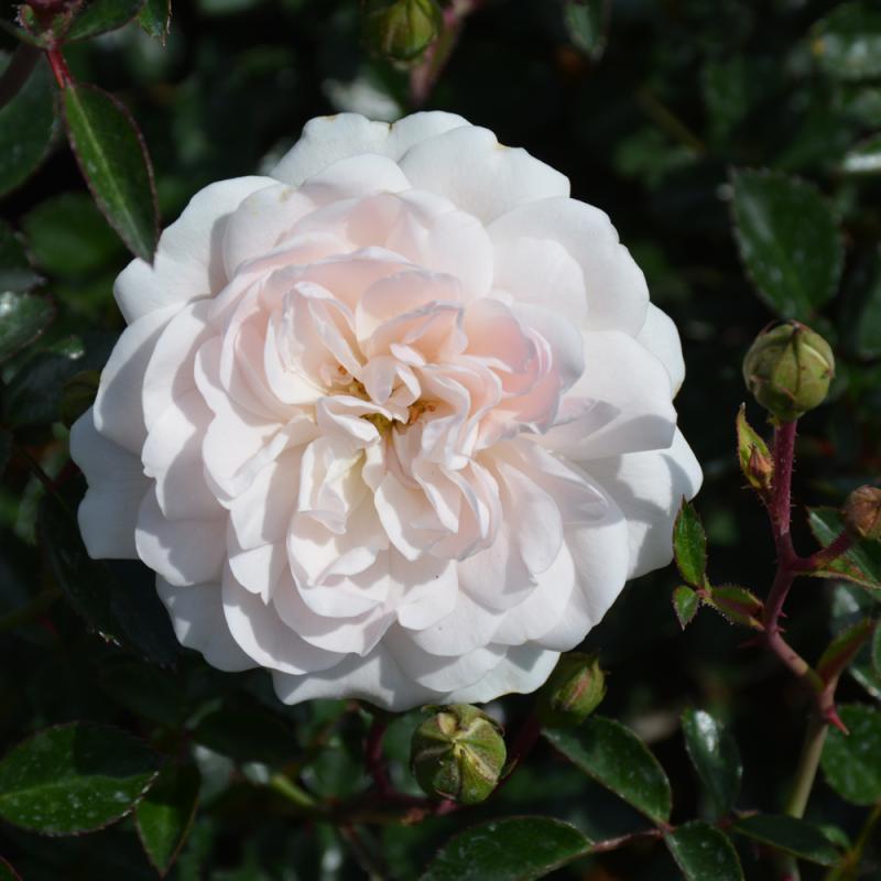 Rosa ‘Sea Foam’