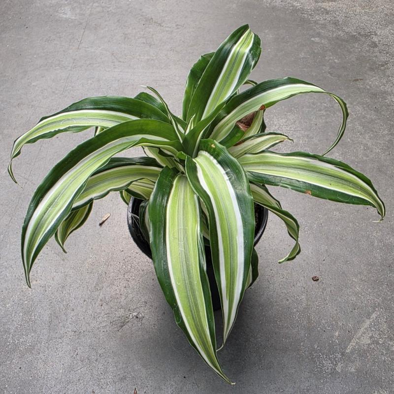 B.B. Barns - Dracaena 'Malaika' 4"/4.5" Pot