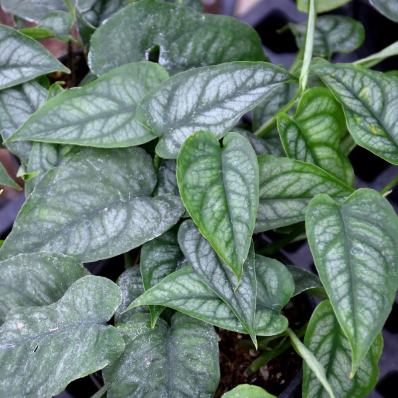 philodendron fish tank Philodendron 'Brasil' – Glass Grown Aquatics main image 1