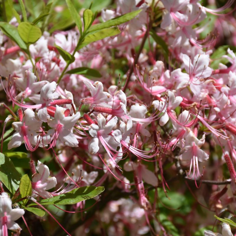 rhododendron winterhart schnellwachsend Rhododendron catawbiense 'Grandiflorum' - Rhododendron catawbiense  grandiflorum