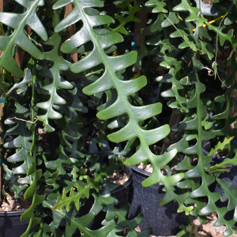 calathea winterhart Calathea Ornata – Lichtenfelt's