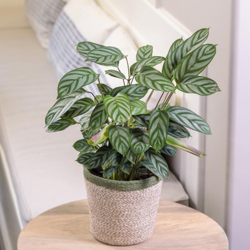 B.B. Barns - Calathea 'Exotica' 8" Pot