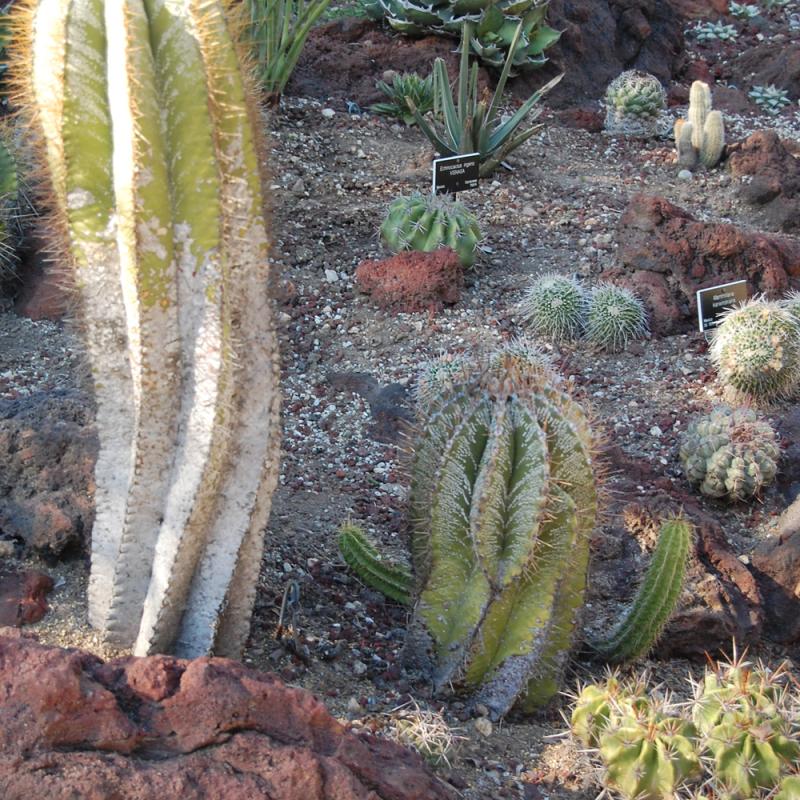 B.B. Barns - Astrophytum Myriostigma ‘Bishops Cap Cactus’ 4