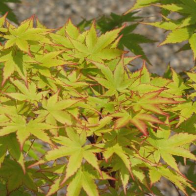 ACER PALMATUM 'SANGO KAKU' GREEN 15 GALLON