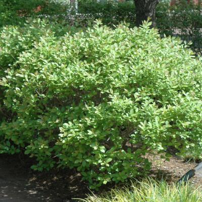 ILEX VERTICILLATA 'JIM DANDY' 3 GALLON
