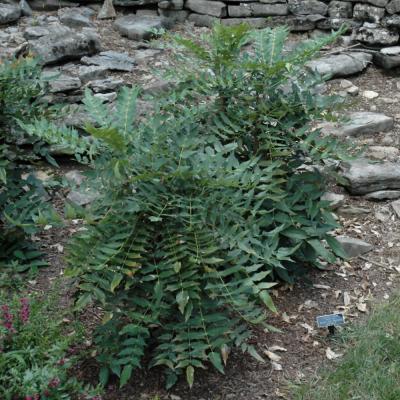 MAHONIA X 'WINTER SUN' 3 GALLON