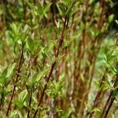 CORNUS SERICEA 'ARCTIC FIRE' 3 GALLON