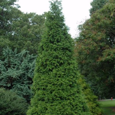 THUJA X 'GREEN GIANT' 3 GALLON