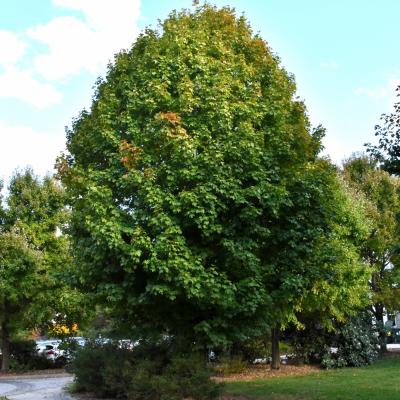 ACER SACCHARUM 'LEGACY' 15 GALLON