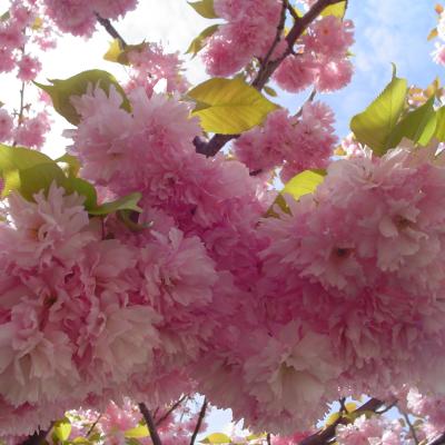 PRUNUS SERRULATA 'KWANZAN' DOUBLE PINK 15 GALLON