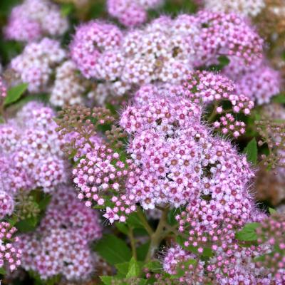 SPIRAEA JAPONICA 'LITTLE PRINCESS' PINK 3 GALLON