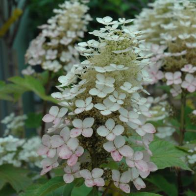 HYDRANGEA QUERCIFOLIA 'ALICE' WHITE PINK 3 GALLON