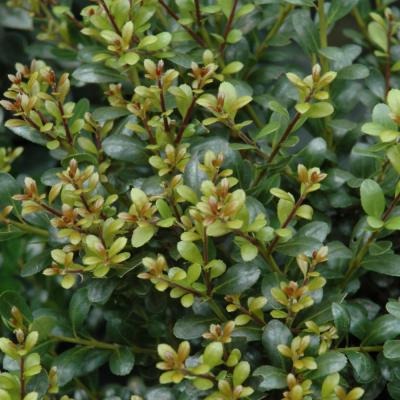 ILEX GLABRA 'COMPACTA' 3 GALLON