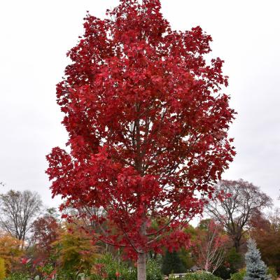 ACER RUBRUM 'OCTOBER GLORY' 7 GALLON