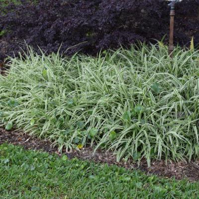 CHLOROPHYTUM 'SPIDER PLANT' 6"/6.5" POT