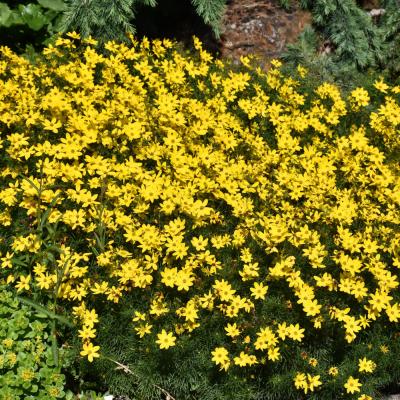 COREOPSIS VERTICILLATA 'ZAGREB' YELLOW 1 GALLON