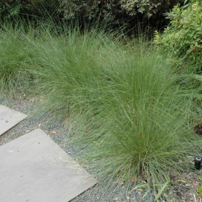 MUHLENBERGIA CAPILLARIS 1 GALLON