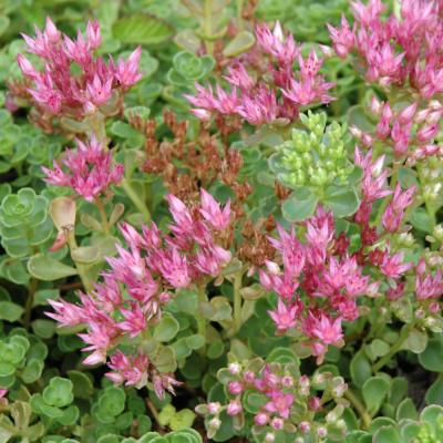 SEDUM SPURIUM 'JOHN CREECH' GREEN 1 QUART