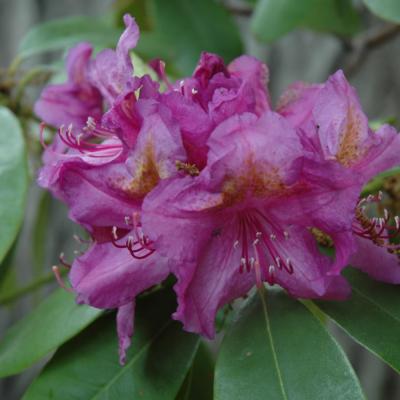RHODODENDRON 'LEE'S DARK PURPLE' PURPLE 6 GALLON