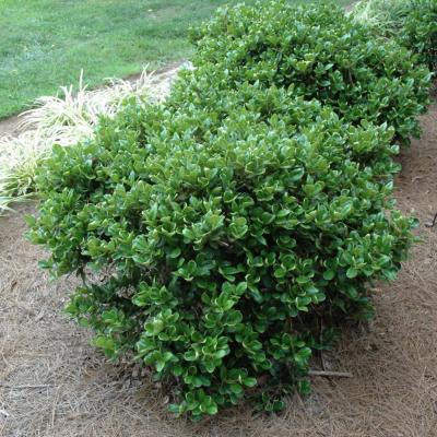 ILEX CORNUTA 'CARISSA' 3 GALLON