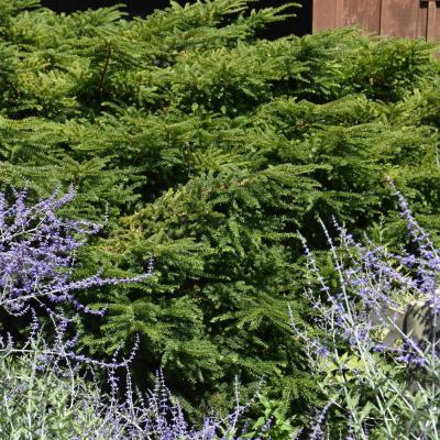 TAXUS CUSPIDATA 'EMERALD SPREADER' 3 GALLON