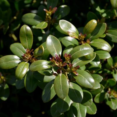 ILEX GLABRA 'SHAMROCK' 3 GALLON