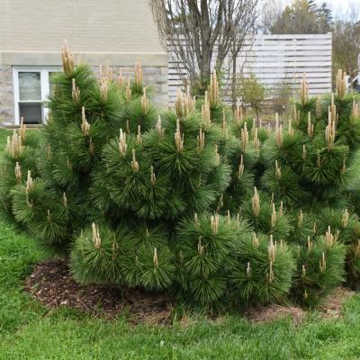 PINUS THUNBERGII 'THUNDERHEAD' 15 GALLON