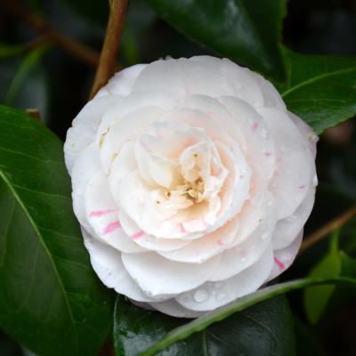 CAMELLIA JAPONICA 'APRIL DAWN' WHITE PINK 3 GALLON