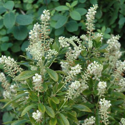 CLETHRA ALINIFOLIA 'HUMMINGBIRD' WHITE 3 GALLON