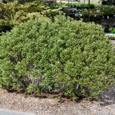 ILEX CRENATA 'STEEDS' 3 GALLON