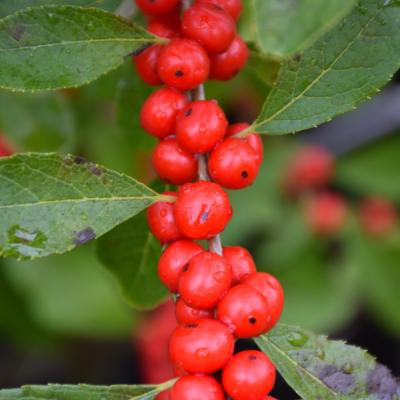 ILEX VERTICILLATA 'RED SPRITE' 3 GALLON