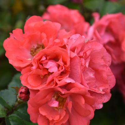 ROSA 'CORAL DRIFT' PINK 3 GALLON