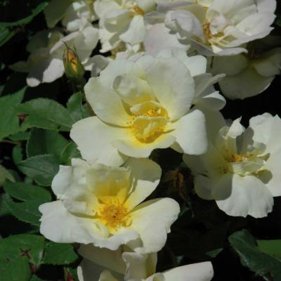 ROSA 'SUNNY KNOCKOUT' YELLOW 3 GALLON