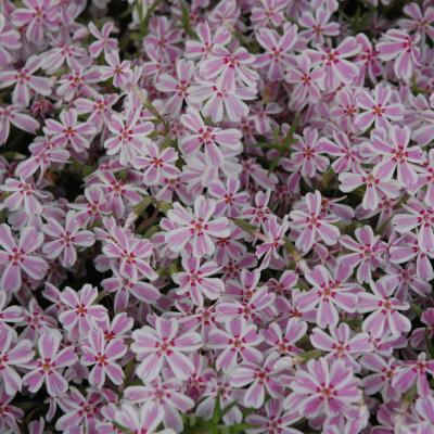 PHLOX SUBULATA 'CANDY STRIPE' WHITE PINK 1 GALLON